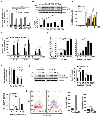 A Vibrio vulnificus VvpM Induces IL-1β Production Coupled with Necrotic Macrophage Death via Distinct Spatial Targeting by ANXA2